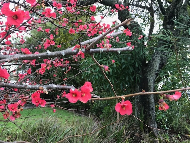 Pink Flowers In Bloom