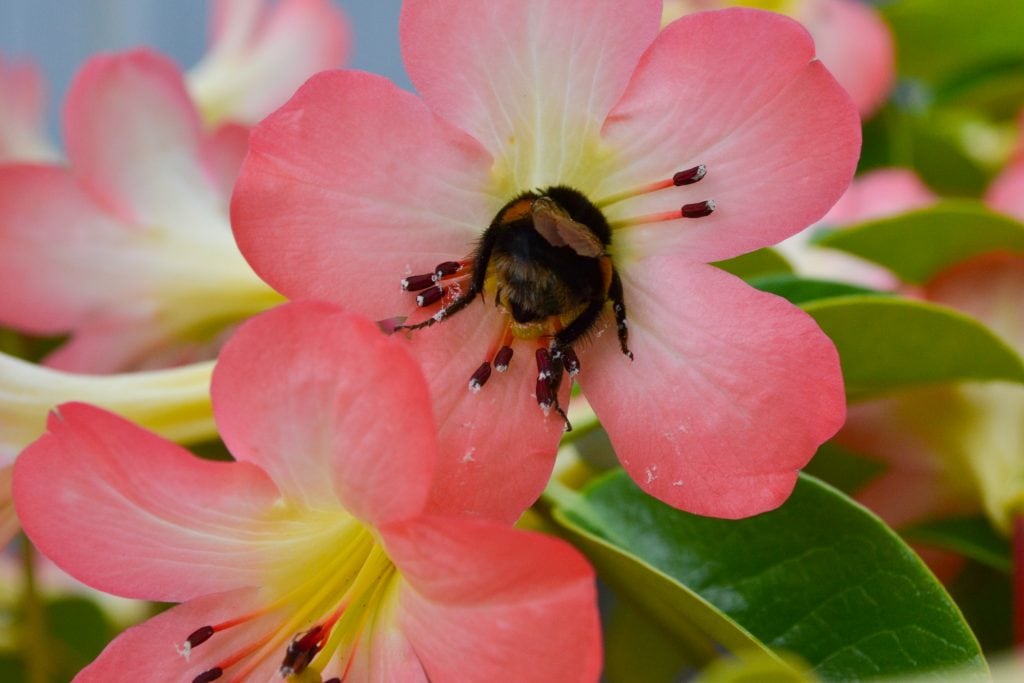 Bee On Flower