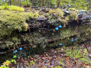 forest magic