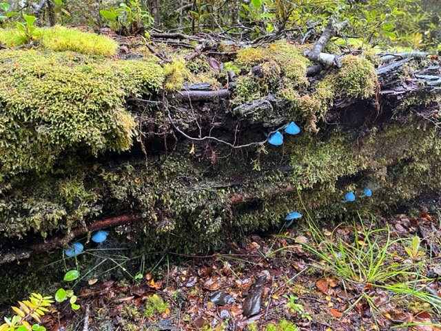 forest magic